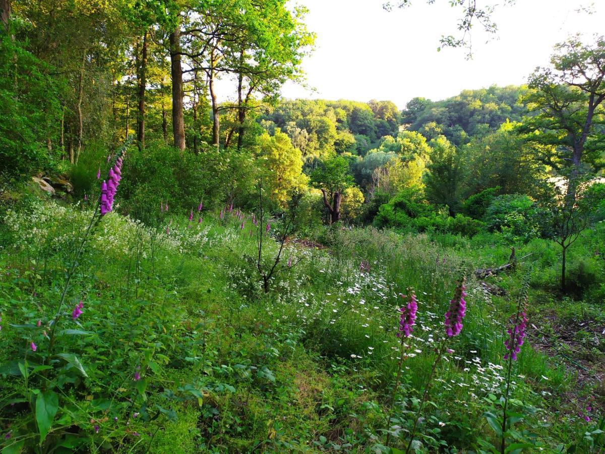 Les Gites Des Beaux Chenes Mortagne-sur-Sevre エクステリア 写真